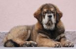 tibetan mastiff - BRAS BU