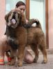 tibetan mastiff - BRAS BU