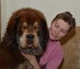 tibetsk mastiff