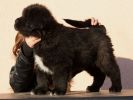 tibetan mastiff - BRU RIGS