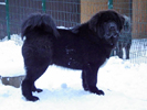 tibetsk mastiff