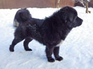 tibetsk mastiff