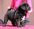 tibetsk mastiff - CAITALI