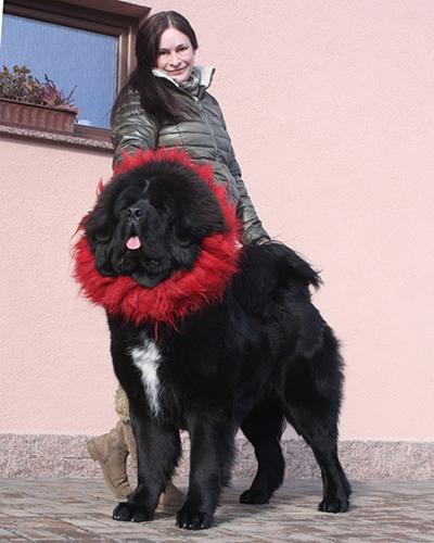 tibetan mastiff - CAMBU GANGPORI