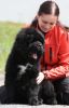 tibetsk mastiff - CAMBU