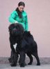 tibetsk mastiff