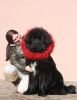 tibetan mastiff