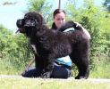 tibetan mastif