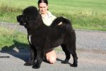 tibetsk mastiff - CAMBU