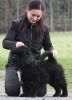 tibetsk mastiff - CAMBU