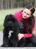 tibetsk mastiff - CAMBU