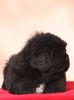 tibetsk mastiff - CAMBU