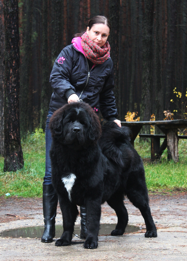 tibetsk mastiff Gangpori