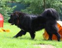 tibetsk mastif