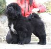 tibetsk mastiff - CASPER