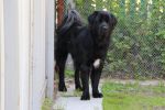 tibetsk mastiff - CASPER