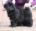 tibetsk mastiff - CASPER