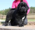 tibetsk mastiff - CASPER