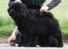 tibetsk mastiff - CASPER