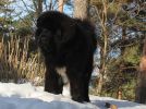 tibetsk mastiff - caswara