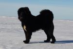 tibetsk mastiff - caswara