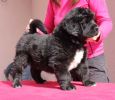 tibetsk mastiff - caswara