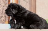 tibetsk mastiff - caswara