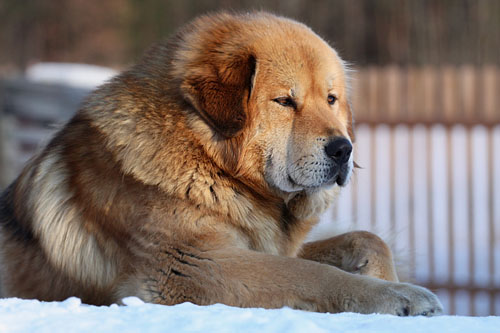 tibetan mastiff - DAWA  TSERING  SUNDARI