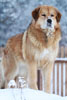 tibetsk mastiff