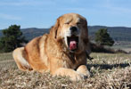 tibetsk mastiff