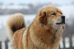 tibetan mastiff