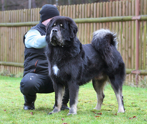 tibetan mastiff - EKODAR  Z  KAINSK  LOUKY