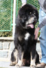 tibetsk mastiff