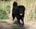 tibetsk mastif