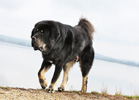 tibetsk mastiff