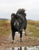 tibetan mastiff