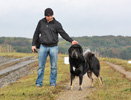 tibetan mastiff