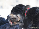 tibetan mastiff