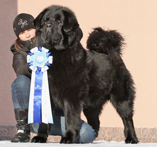 tibetan mastiff - GOKARMO  SUNDARI