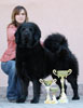 tibetsk mastiff