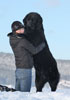 tibetan mastiff