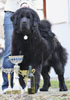 tibetsk mastiff