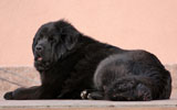 tibetan mastiff