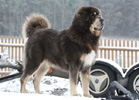 tibetsk mastiff