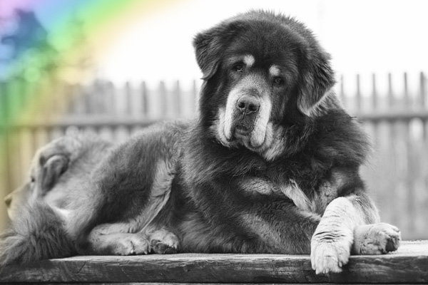 tibetan mastiff - RON