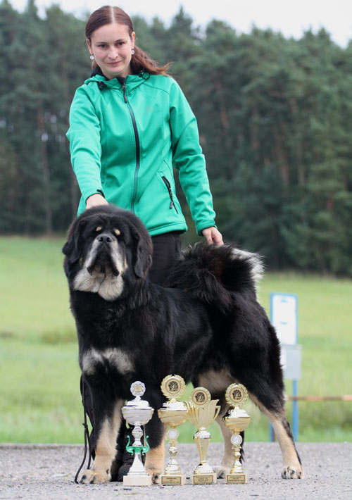 tibetan mastiff - BRAL  MA  AJAYA  GANGPORI