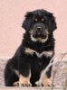 tibetsk mastiff