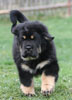 tibetan mastiff