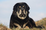 tibetsk mastiff