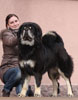 tibetan mastiff